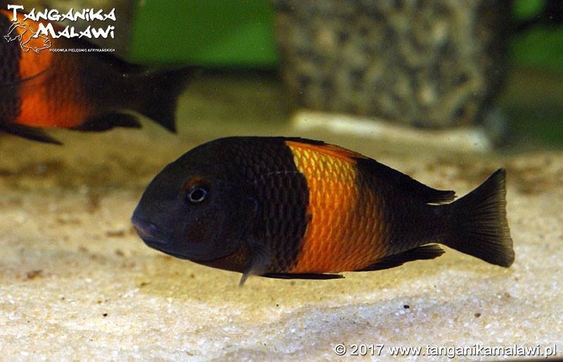Tropheus sp. 'black' Bemba